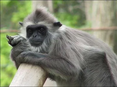 Quel est le nom de cette espèce de singe ?