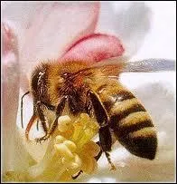 Quel est cet animal ?