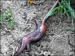 Quel est cet animal ?