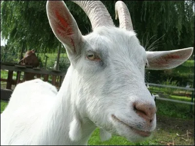 Quel est cet animal ?