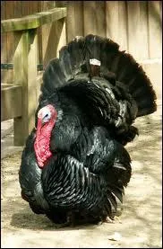 Quel est cet animal ?