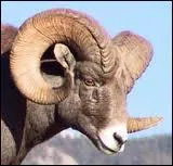 Quel est cet animal ?