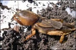 Quel est l'autre nom de la courtilire ?