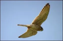 Quel rapace est l'un des plus communs en France ?