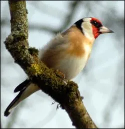 Lequel de ces oiseaux est rput pour la beaut de son chant ?