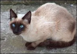 De quel pays est originaire le chat siamois ?