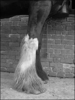 Cette touffe de poils qui protge naturellement le sabot de certains chevaux, comme les chevaux de trait, est :