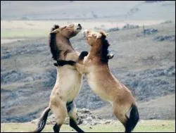 De quelle couleur, trs rare, est la robe du cheval de Przewalski, anctre du cheval domestique ?