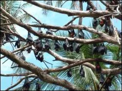 Les chauves-souris sont majoritairement :