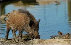 Quand les sangliers sont-ils actifs ?