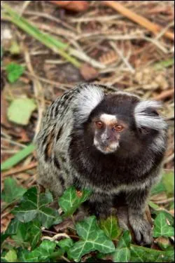 Que dsignent les termes ' ouistitis ' et ' marmousets ' ?