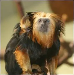 Ce singe porte un nom qui rend hommage  2 autres mammifres. Comment s'appelle-t-il ?