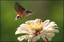 Quel est ce papillon trange ?