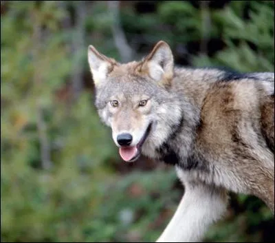 De quelle espce de loups s'agit-il ?
