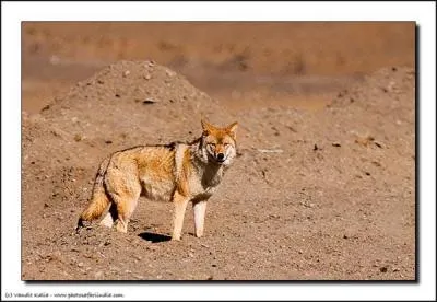 De quelle espce de loups s'agit-il ?
