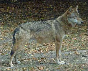 De quelle espce de loups s'agit-il ?