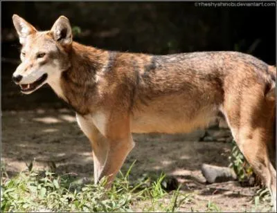 De quelle espce de loups s'agit-il ?