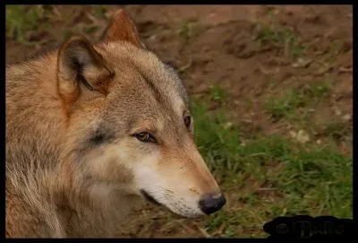 De quelle espce de loups s'agit-il ?