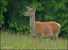 Sobriquet de la femme du gendarme Cruchot ... .