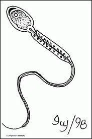 Quelle est la taille d'un spermatozode ?
