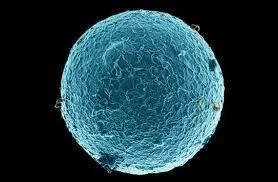 Quelle est la taille d'un ovule ?