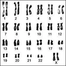 Combien de chromosomes ont les humains ? (en tout)