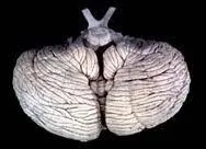 A quoi sert le cervelet ?