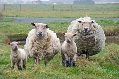 Cet animal est lev en vue de la production du lait, de la laine et de la viande. Comme la vache, c'est un ruminant. Il s'agit :