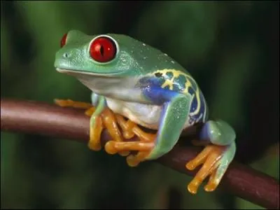 Ce petit dernier fait partie de la famille des amphibiens, comme son cousin le crapaud. Sa peau, lisse et humide, est dpourvue de poils ou d'cailles. Il peut faire des bonds normes. J'ai nomm :