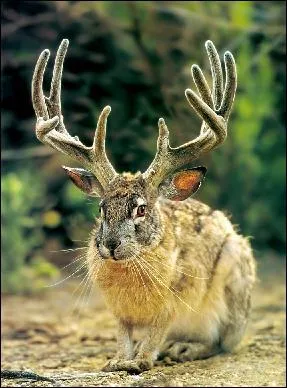 Qu'est-ce qu'un jackalope ?