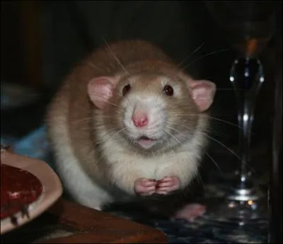 Quel est cet animal ?