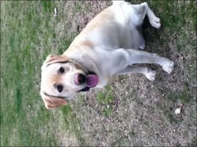 Quel est cet animal ?