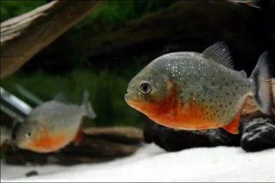 Quel est ce poisson ?