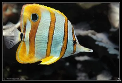 Quel est ce poisson ?