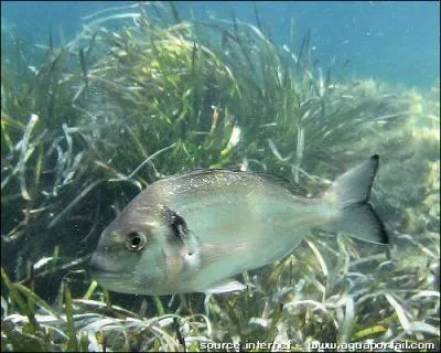 Quel est ce poisson ?