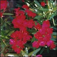 Quelle est cette plante dont la sve et l'corce sont toxiques ?