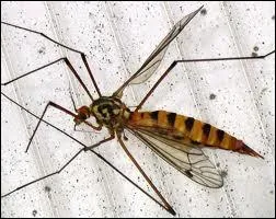 Quel est le nom de cet insecte diptre qui ne pique pas, appel couramment 'cousin'