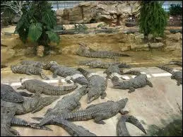 Dans quelle ville de la Drme peut-on visiter 'la ferme aux crocodiles' ?