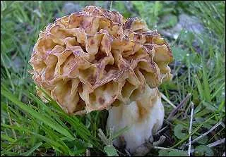 Quel est ce champignon ?