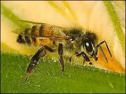 Qui est l'auteur du roman 'une abeille contre la vitre' ?