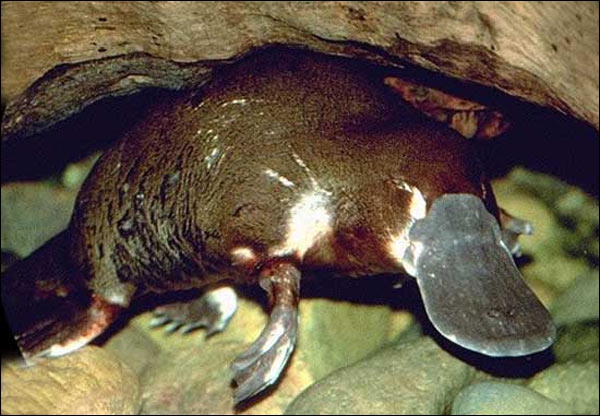 quel animal est un mammifere