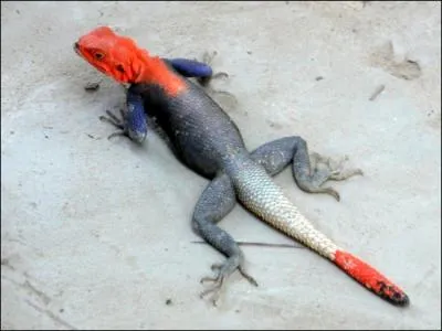 Ce drle de lzard devient rouge et bleu lorsqu'il se rchauffe au soleil. Il s'agit :