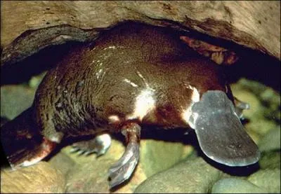 Celui-ci est un original car c'est un mammifre qui pond des oeufs. Il peut rester pendant 5 minutes sous l'eau. J'ai nomm :