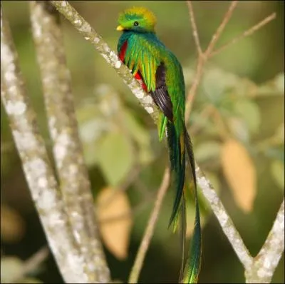 Ce magnifique oiseau peut mesurer jusqu' 20 cm de long. Le mle a un plumage magnifique aux couleurs chatoyantes. On peut l'admirer notamment dans les forts du Costa Rica et du Guatmala :