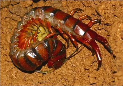 Cet insecte ressemble  un mille-pattes mais mesure environ 30 cm. Il se nourrit de petits animaux et d'oiseaux. Ce gros insecte est :
