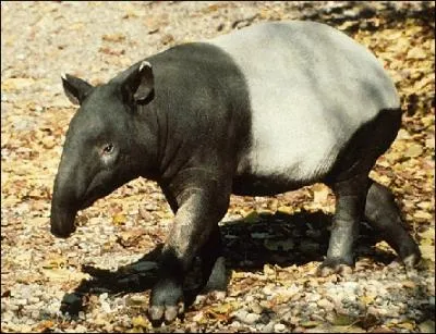 Ce mammifre a l'allure d'un petit cochon. Il se nourrit de pousses et de fruits tombs au sol ainsi que de jeunes pousses de feuilles. Il s'agit :