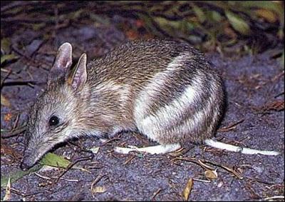 Cet trange animal mesure environ 45 cm de long. Il se reproduit comme les kangourous car il appartient  la famille des marsupiaux. Son nom est :