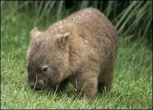 Ce marsupial ressemble  un ourson. Comme le bandicoot-lapin, il vit dans un vaste terrier car il ne supporte pas la chaleur. Je vous prsente :