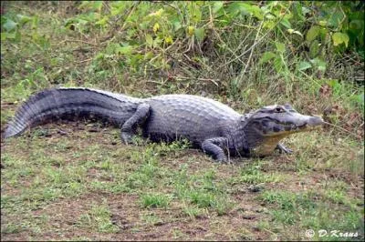 Ce grand crocodile mesure environ 5 mtres de long, il vit dans les eaux douces d'Amazonie. Ce grand reptile est :