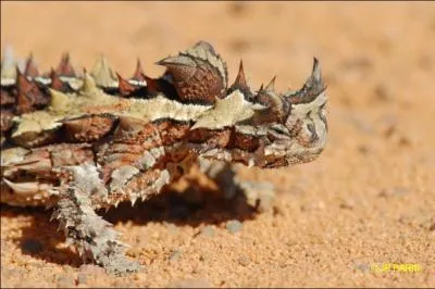 Ce gros lzard a son corps entirement recouvert d'pines. Il mesure environ 15 cm et vit dans le dsert. Il boit la rose qui se dpose la nuit sur sa peau. Ce cuirass n'est autre que :